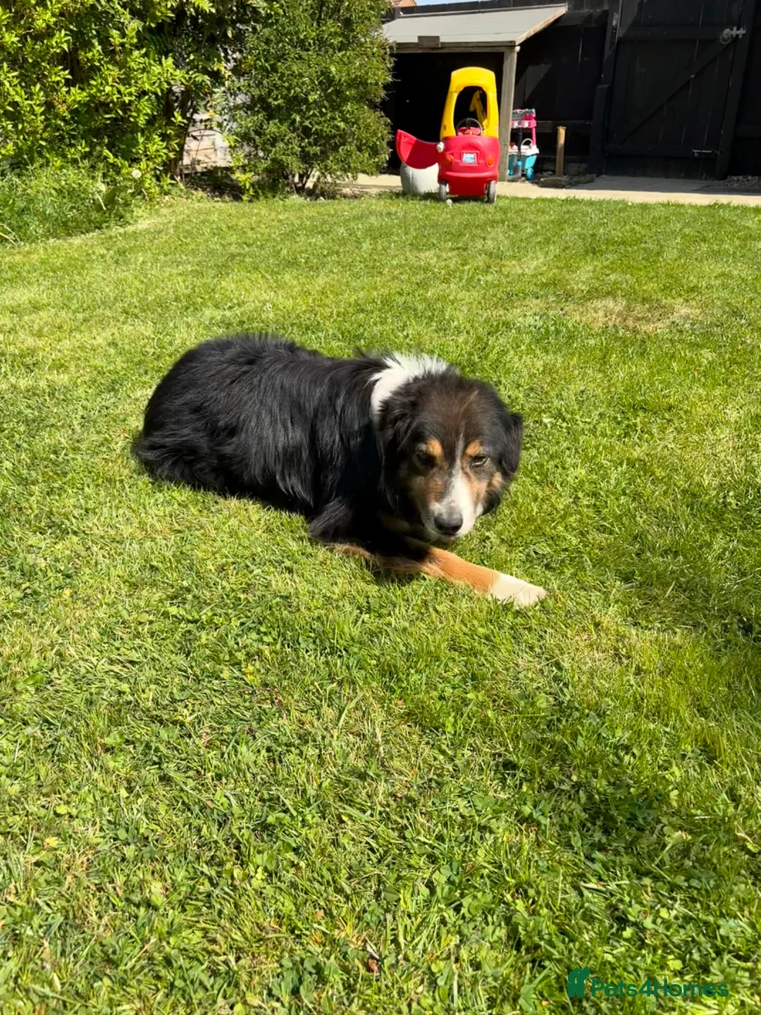 Border Collie dogs for sale: Robbie, 9 year old working Border Collie - Advert 1
