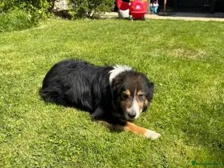 Border Collie dogs Robbie, 9 year old working Border Collie - Advert 1