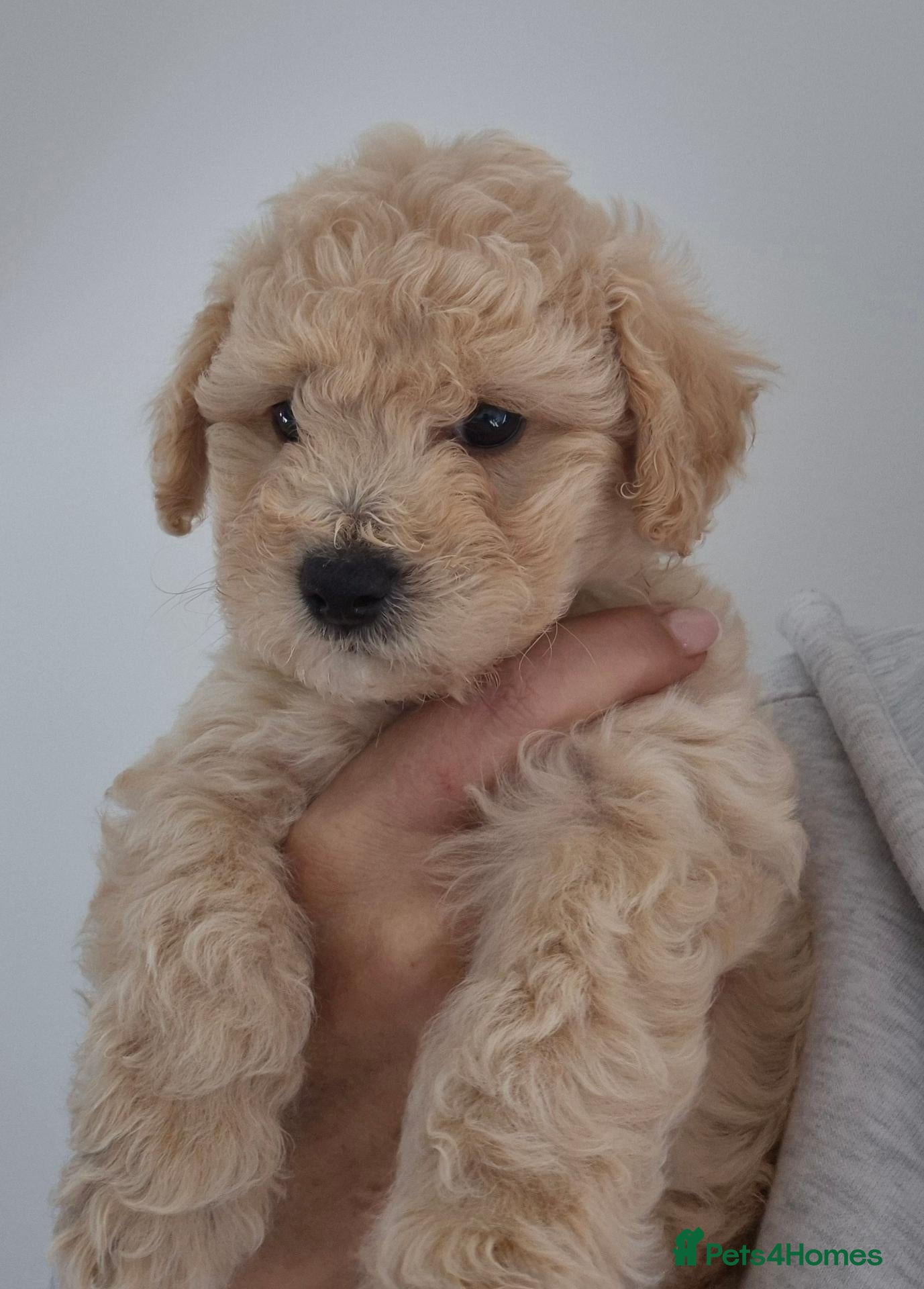 Cavapoochon dogs Available and ready to leave in 5 days - Advert 1