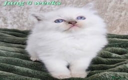 Ragdoll cats for sale: GCCF Registered Pedigree Lilac Point Ragdolls in Dundee - Image 14