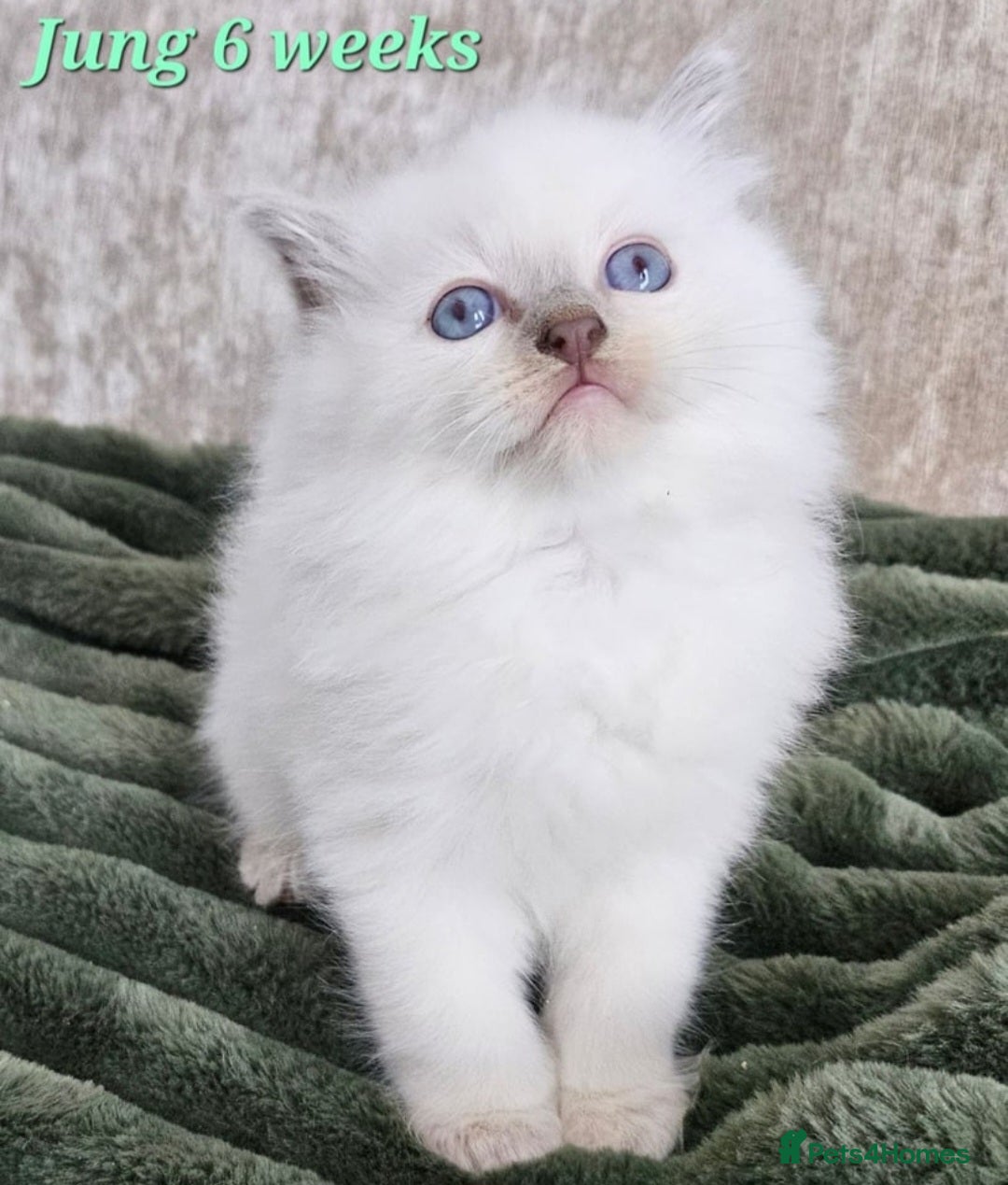 Ragdoll cats for sale: GCCF Registered Pedigree Lilac Point Ragdolls in Dundee - Image 14