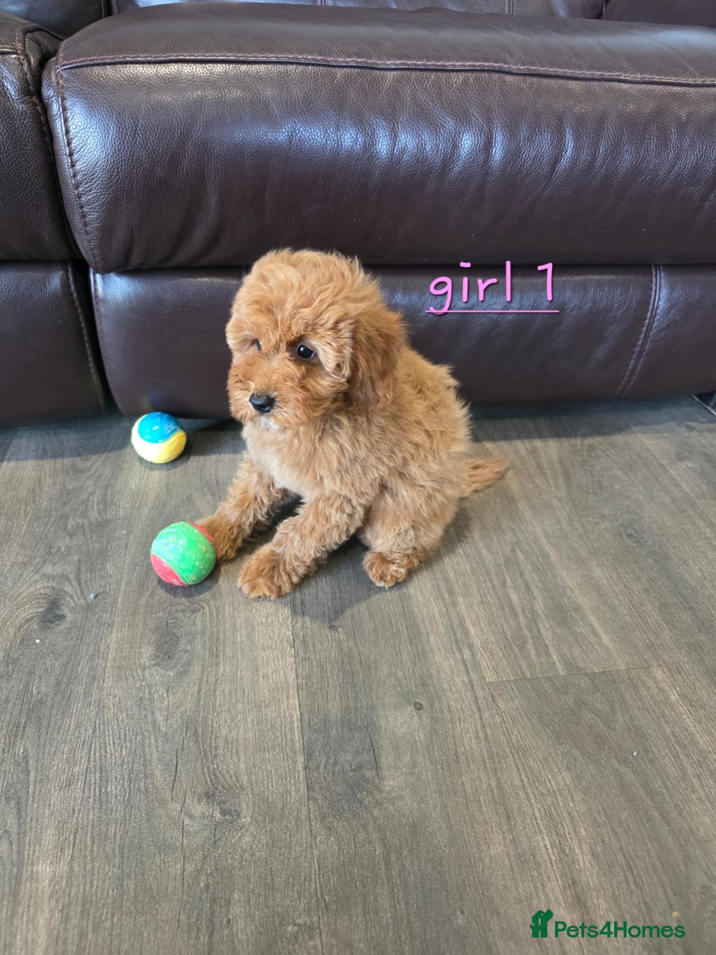 Cavapoo dogs 5 Adorable F1B Cavapoo puppies for sale 🐾🩷  - Advert 2