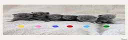 British Shorthair cats for sale: Purebred British Shorthair Kittens - Advert 2