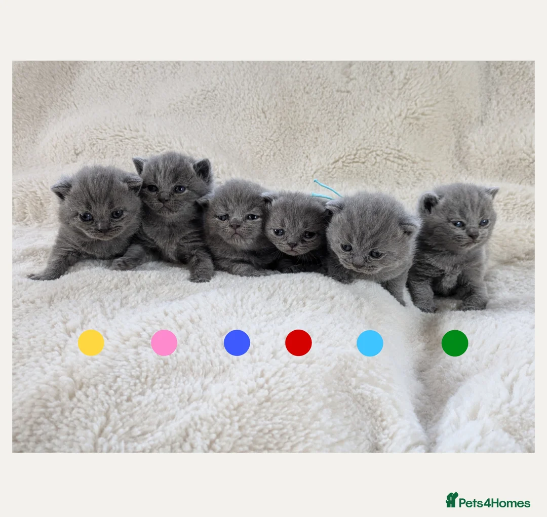 British Shorthair cats for sale: Purebred British Shorthair Kittens - Advert 2