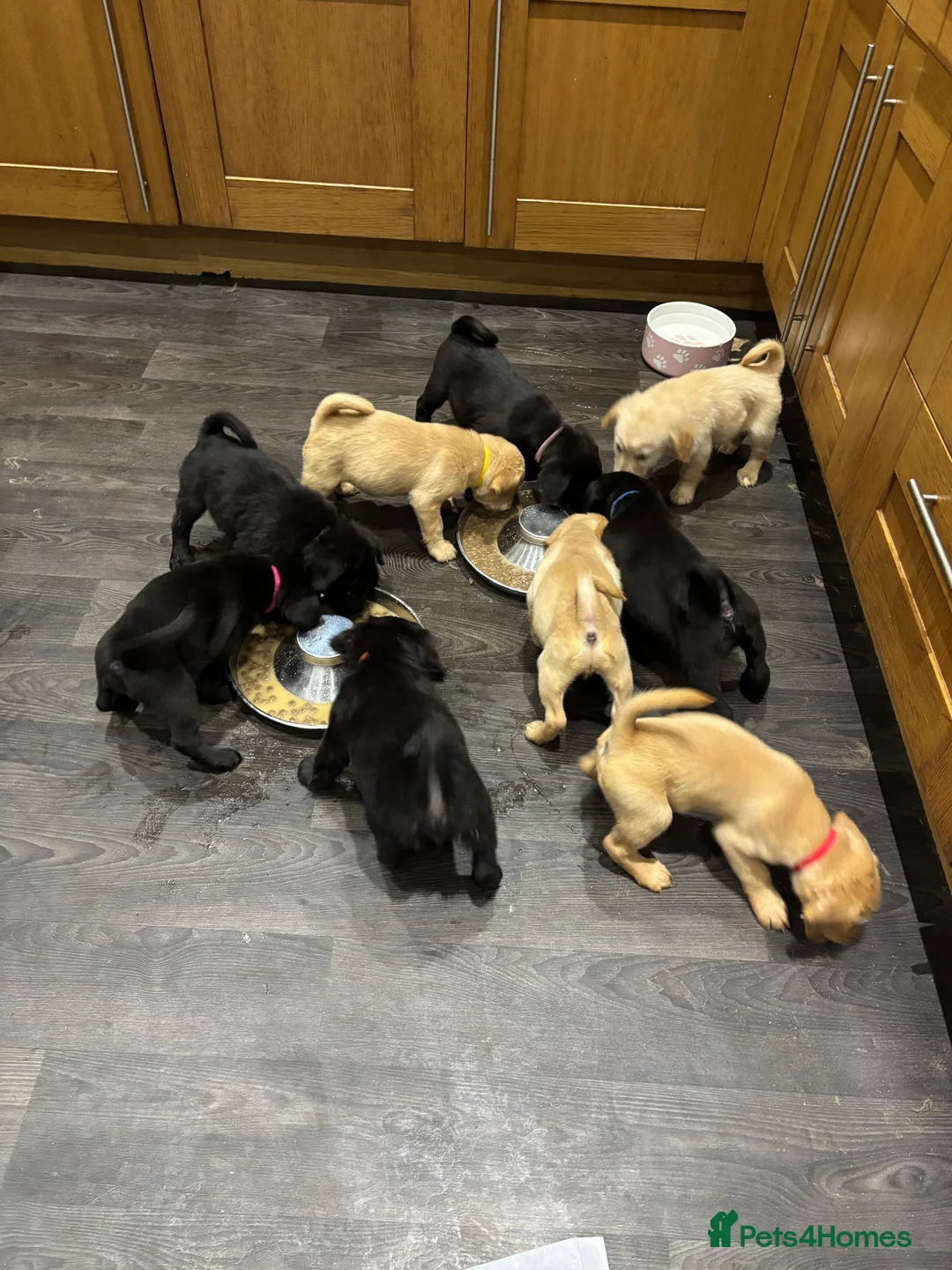 Mixed Breed dogs for sale: Cocker Spaniel cross Chow Chow puppies - Advert 5