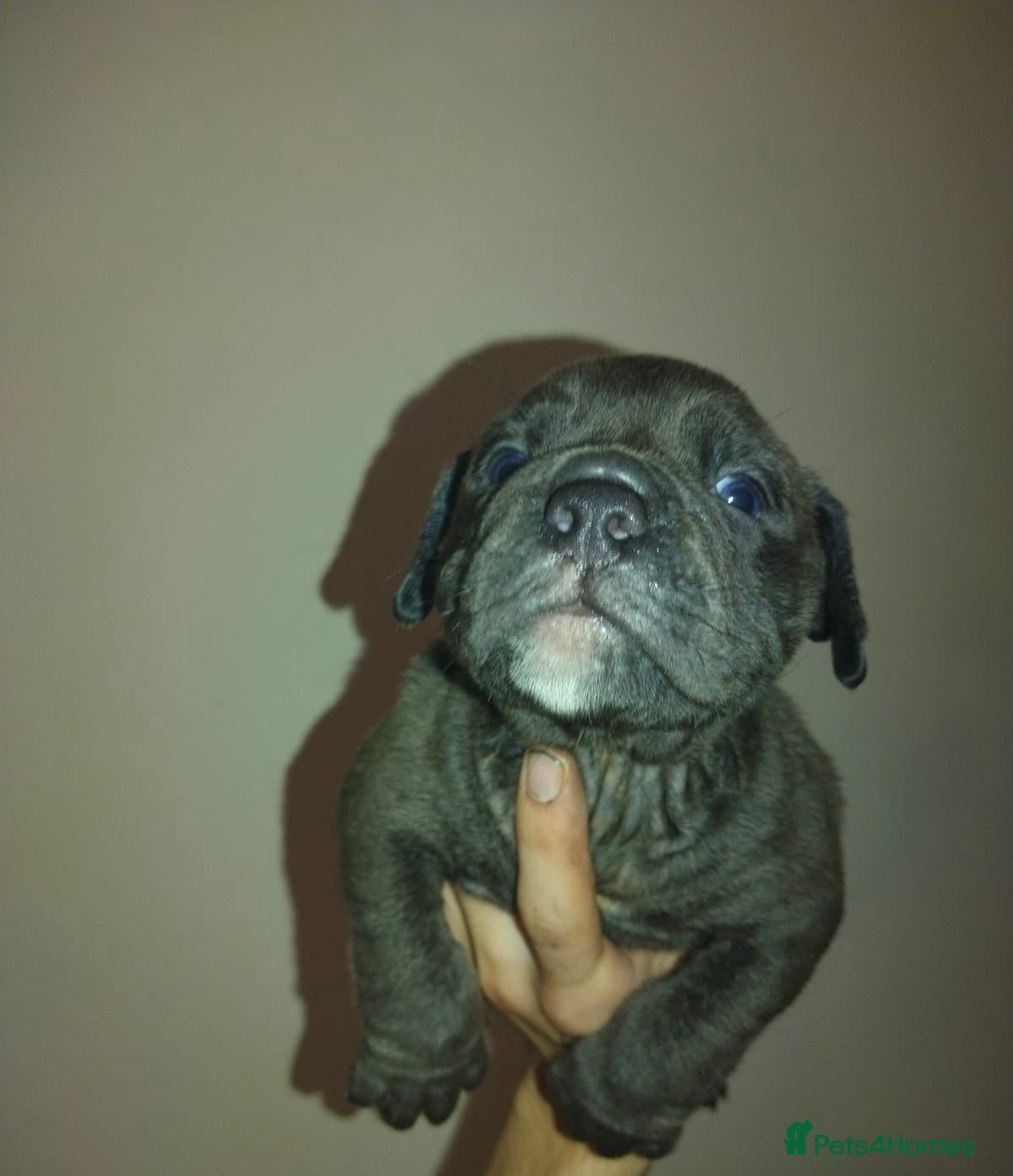 Olde English Bulldogge dogs    Old English bulldog   - Advert 3