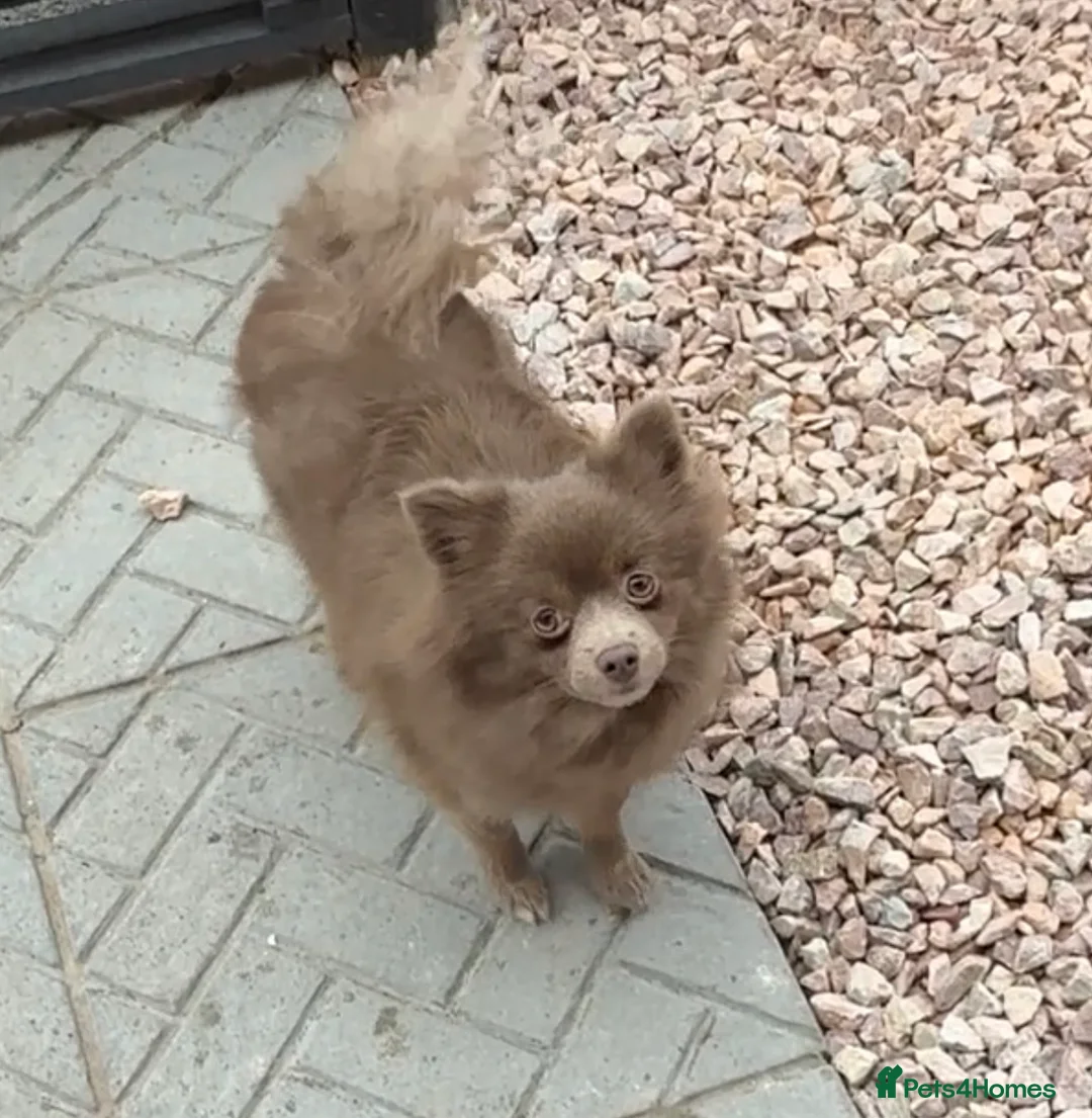 Pomeranian dogs for sale: Blue fox face champion bloodlines Pomeranian  - Advert 4