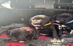 Patterdale Terrier dogs for sale: Pretty Patterdale Puppies  - Image 1