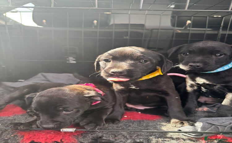 Patterdale Terrier dogs for sale - Advert 1