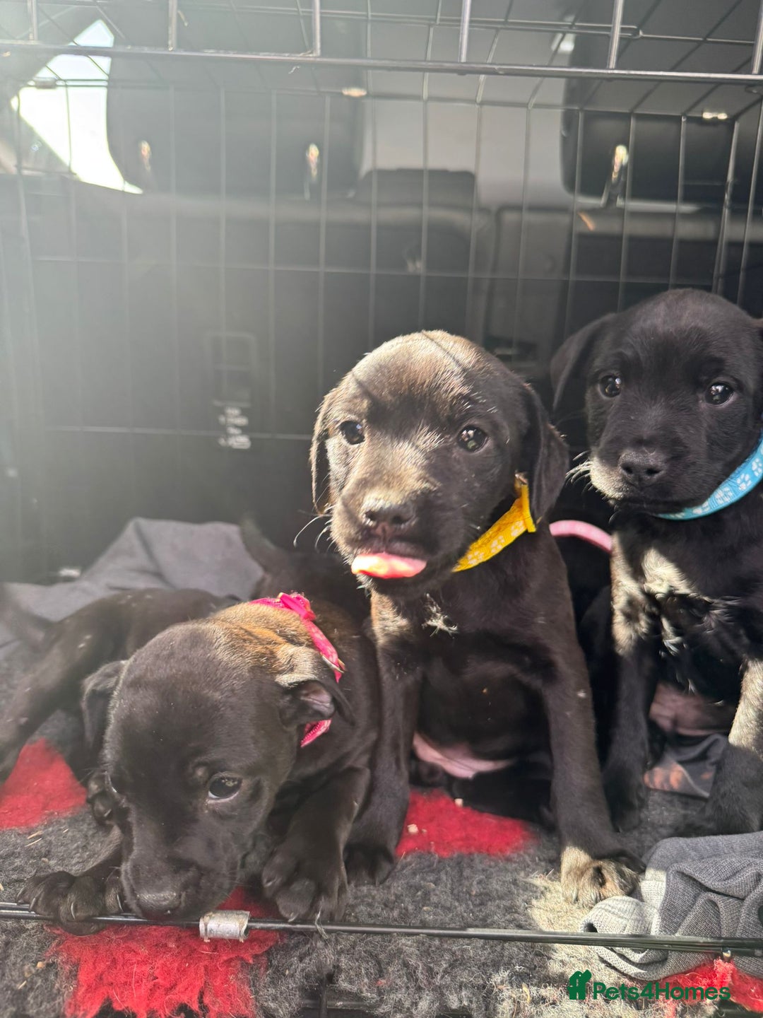 Patterdale Terrier dogs for sale: Pretty Patterdale Puppies  - Image 1