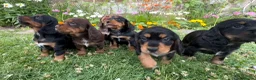 Cocker Spaniel dogs for sale: Working Cocker Spaniel Puppies - Advert 8