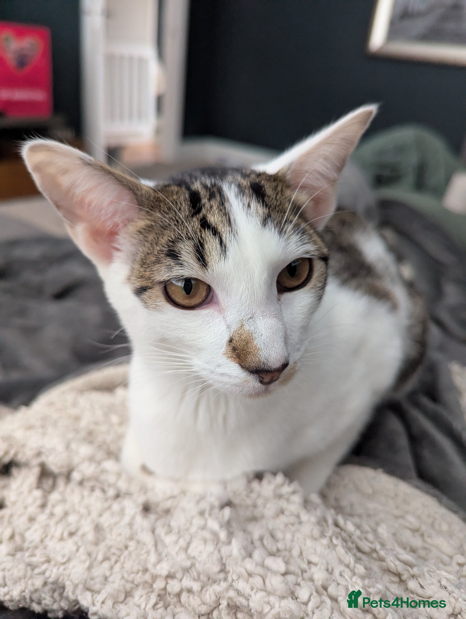 Oriental cats Lovely oriental boy for rehome - Advert 3