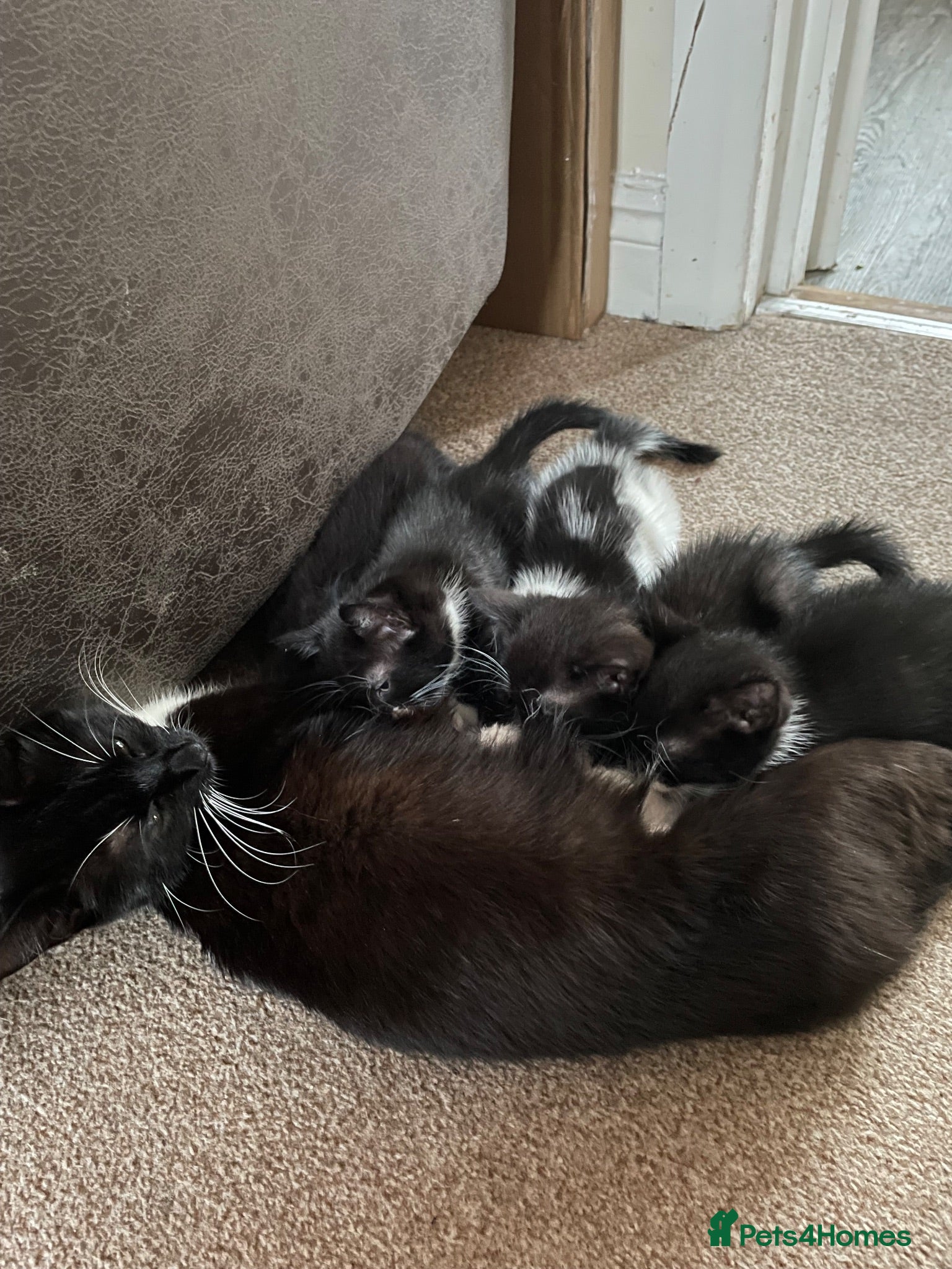Mixed Breed cats 5 precious little kittens  - Advert 12