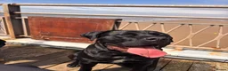 Cane Corso dogs for sale: Beautiful Female Cane Corso – Athena ❤️ in Blackpool - Advert 4