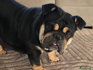English Bulldog dogs Jewel British Bulldog Female - Advert 1