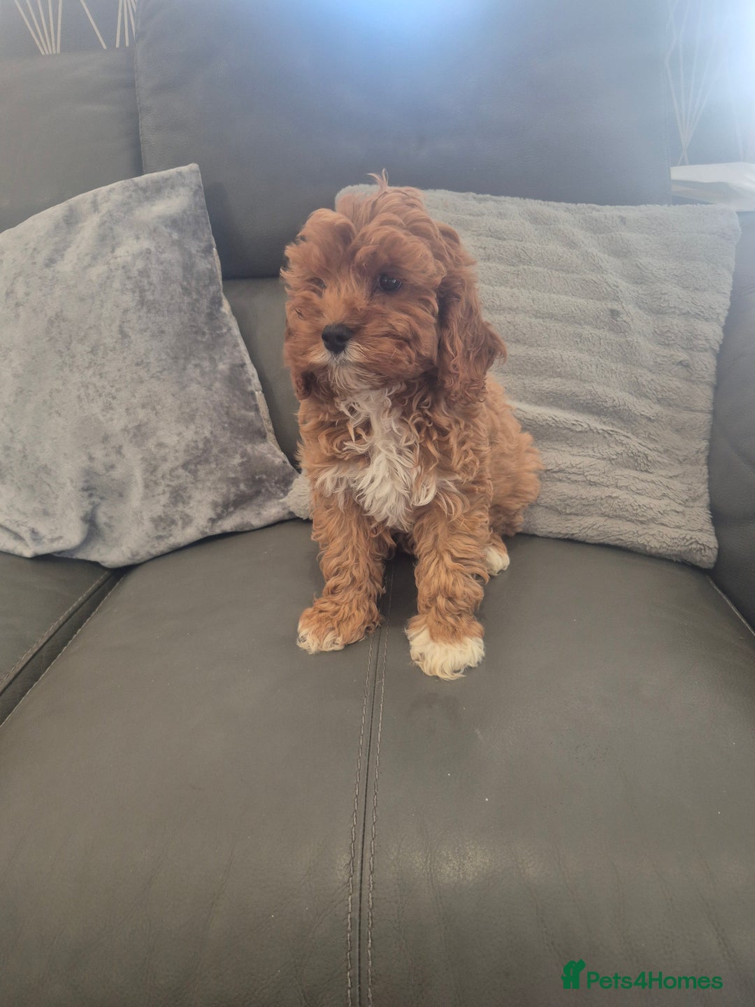 Cavapoo dogs for sale: Stunning Cavapoo Babies - ready this weekend - Image 18