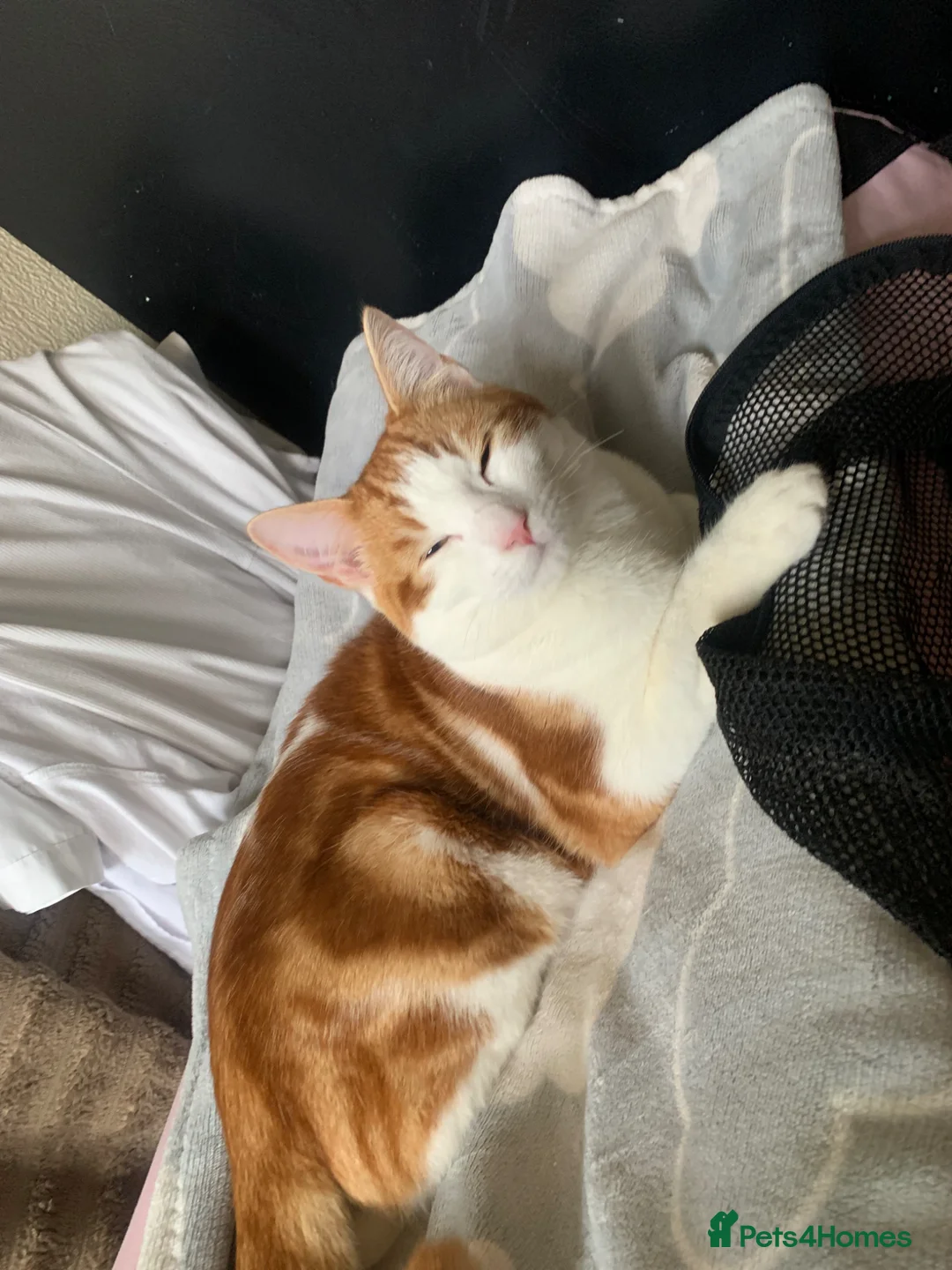 American Shorthair cats for sale: Mia and Oliver - Advert 1