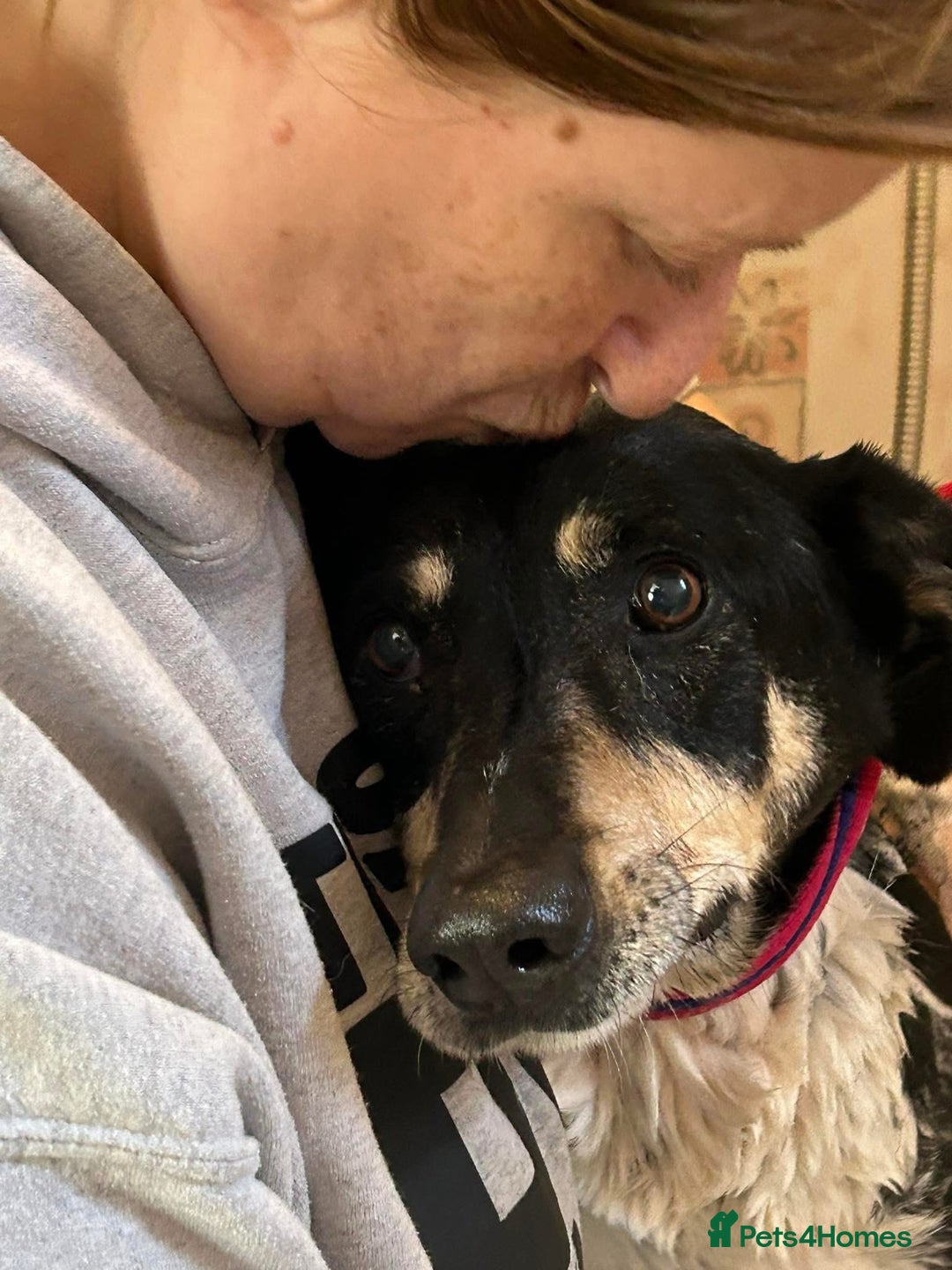 Mixed Breed dogs for adoption: Lottie - Norwich Norfolk  in Norwich - Advert 1