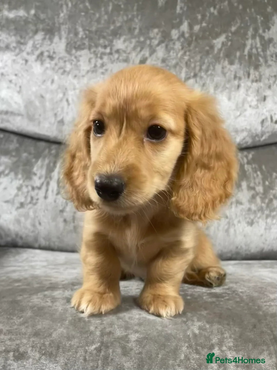 Dachshund dogs for sale: KC miniature long hair cream dachshund for sale - Advert 2