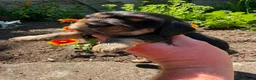 Cocker Spaniel dogs for sale: Quality Show Cocker Spaniels - Advert 22