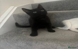 Mixed Breed cats for sale: 2 gorgeous boy left  - Image 15