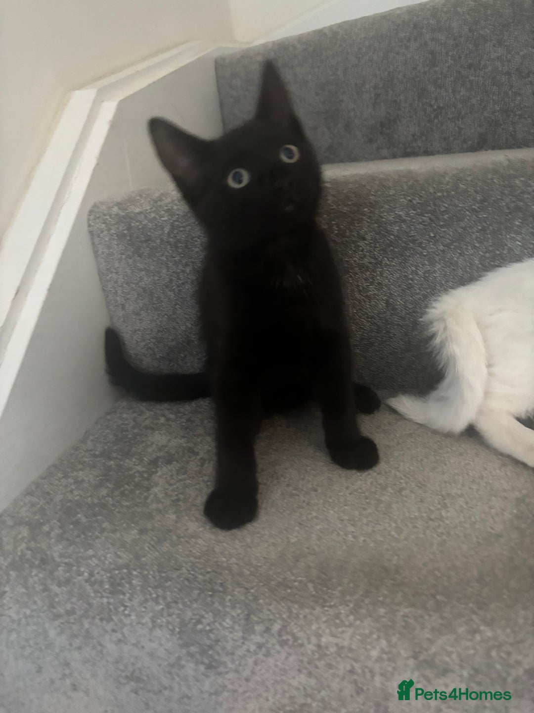 Mixed Breed cats for sale: 2 gorgeous boy left  - Image 15