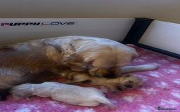 Golden Retriever dogs for sale: Cream beautiful golden retriever  - Image 9