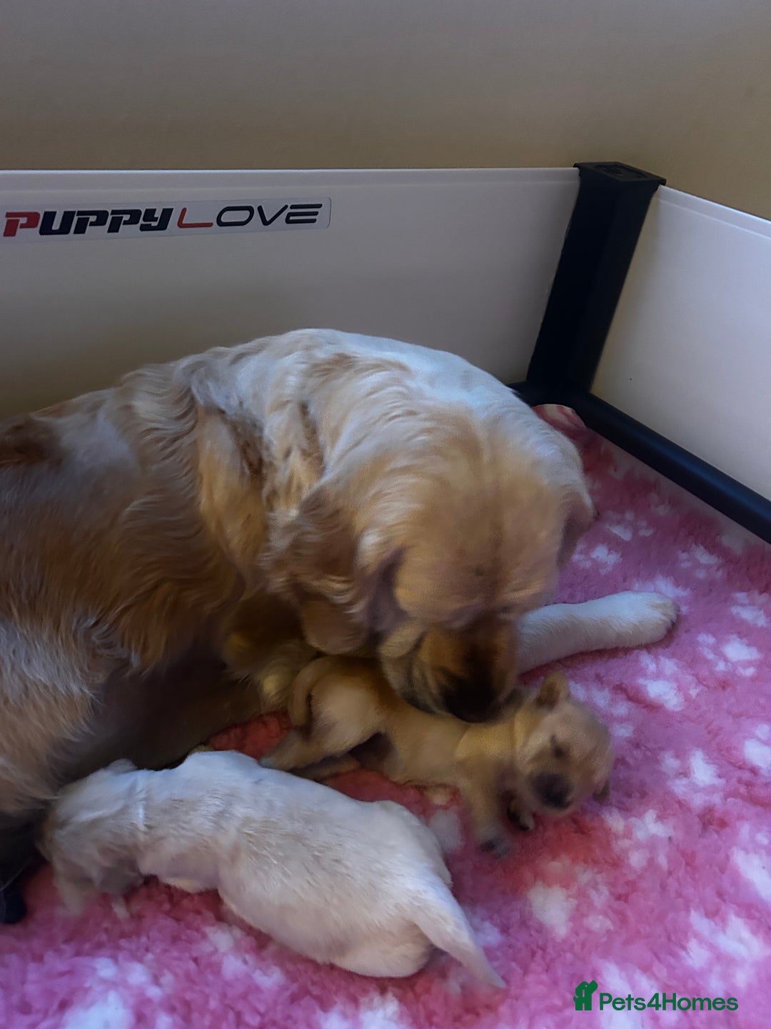 Golden Retriever dogs for sale: Cream beautiful golden retriever  - Image 9