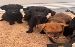 Jack Russell dogs for sale: Jackrussell puppies for sale - Image 3