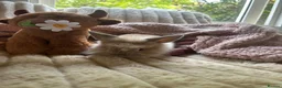 Lionhead rabbits for sale: Baby lionhead cross flop rabbits  - Advert 18