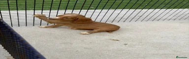 Sprocker 2