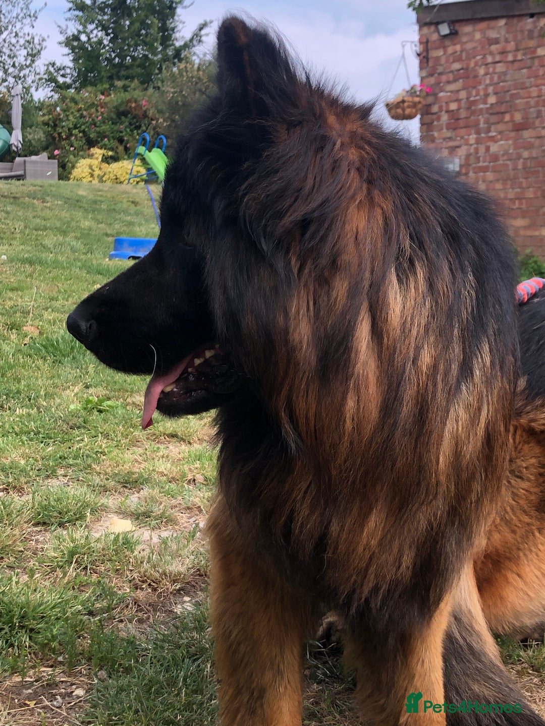 German Shepherd dogs for sale:  kc health tested long haired German shepherd pups - Image 13