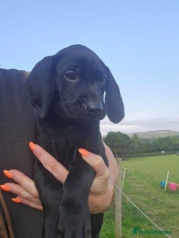 Mixed Breed dogs - Advert 4