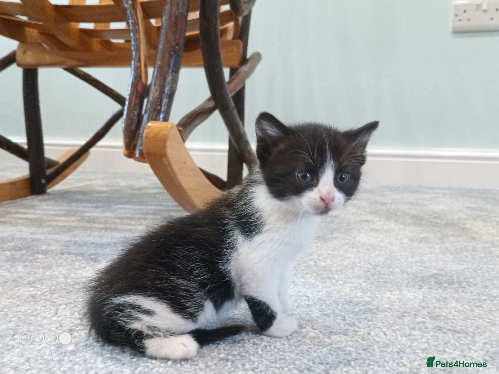 Mixed Breed cats Kittens for sale - Advert 18