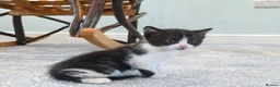 Mixed Breed cats for sale: Kittens for sale in Bishops Castle - Advert 3