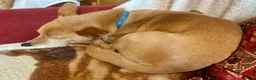 Mixed Breed dogs for sale: Mrs Julie Jones - Advert 1