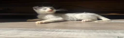 Mixed Breed cats for sale: Beautiful boy - Advert 3