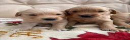 Golden Retriever dogs for sale: Kennel Club Golden Retriever Puppies Health Tested - Advert 23