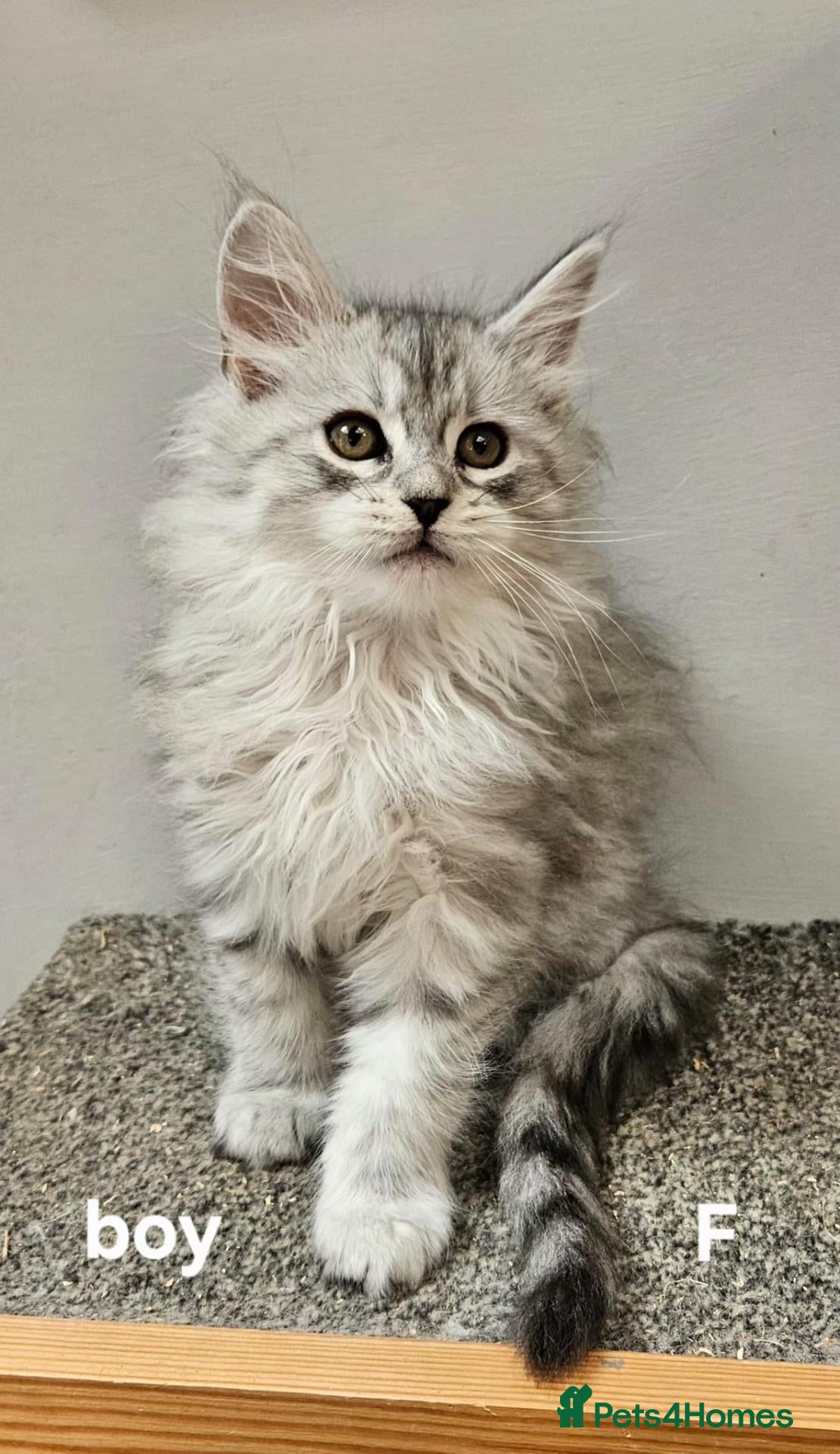 Maine Coon cats Large Maine Coon kittens regd European bloodline - Advert 2