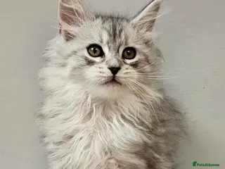 Maine Coon cats Large Maine Coon kittens regd European bloodline - Advert 2
