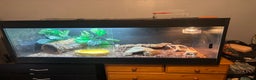 Boa Snake reptiles for sale: Brazillion rainbow boa  - Advert 6