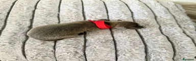 Italian Greyhound Puppy 5