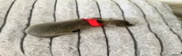 Italian Greyhound dogs for sale: 6 Stunning KC Italian Greyhound Puppies  - Advert 10