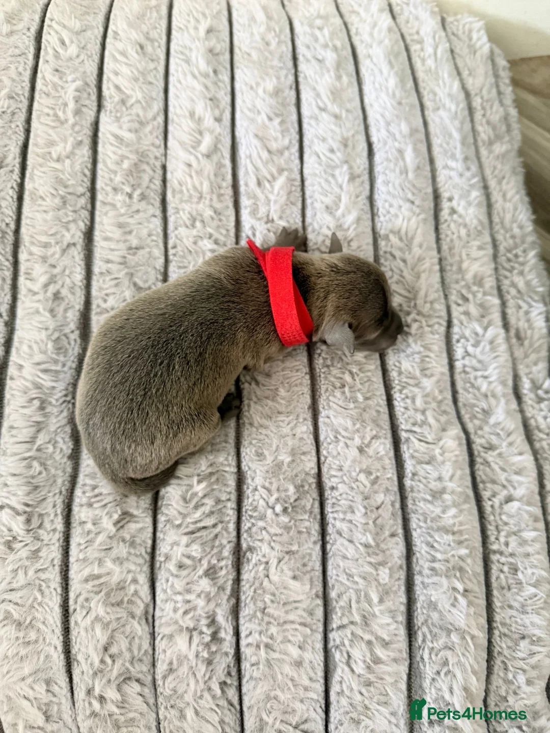 Italian Greyhound dogs for sale: 6 Stunning KC Italian Greyhound Puppies  - Advert 10