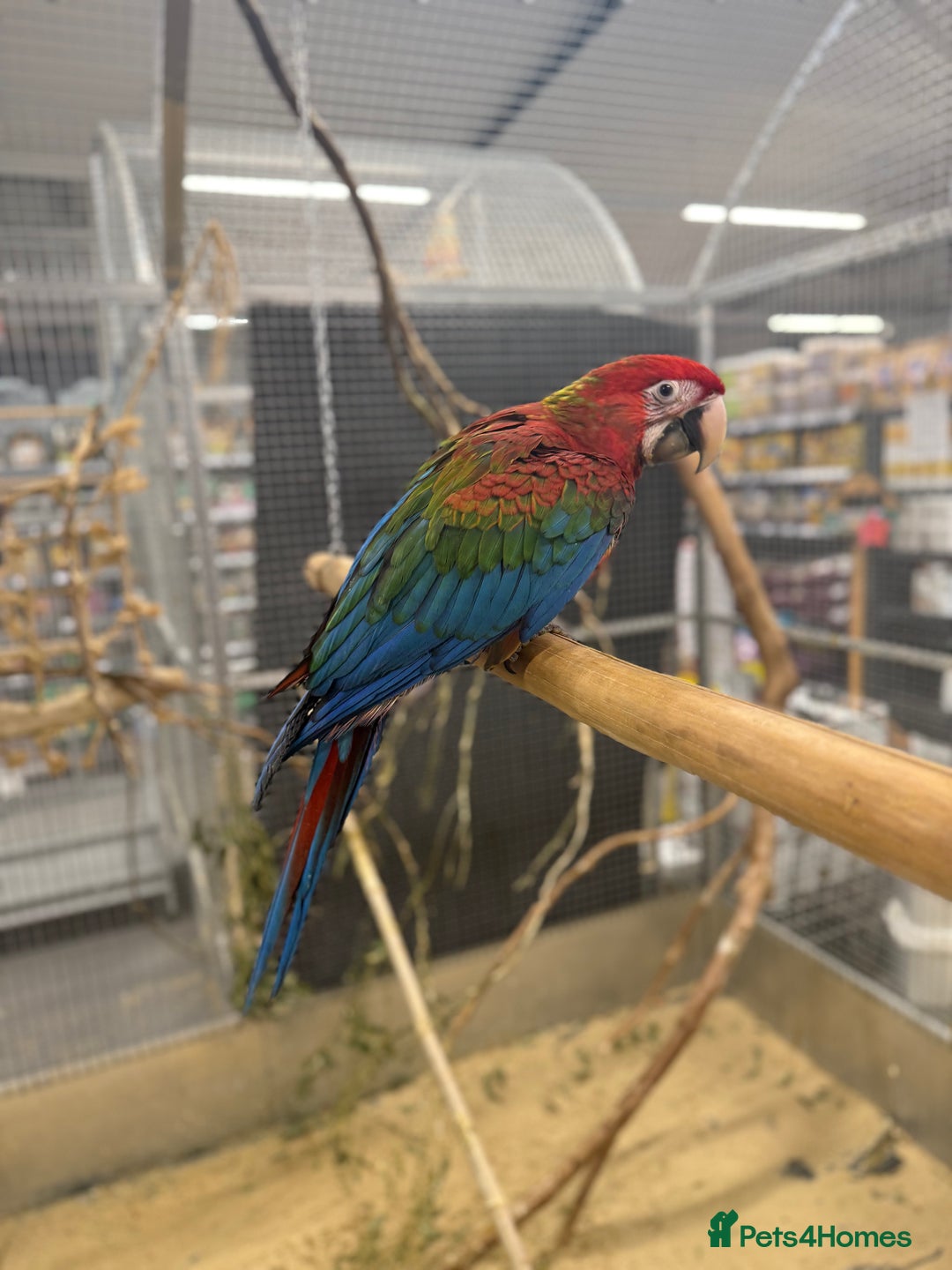 Macaws birds for sale: Super Rare handreared baby Pheonix Macaw  - Advert 2