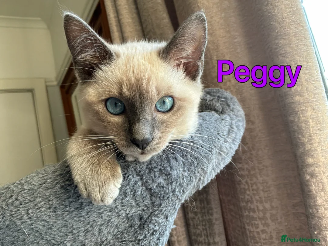 Ragamese cats for sale: Two Beautiful Ragamese Girls Ready To Leave Now - Advert 2
