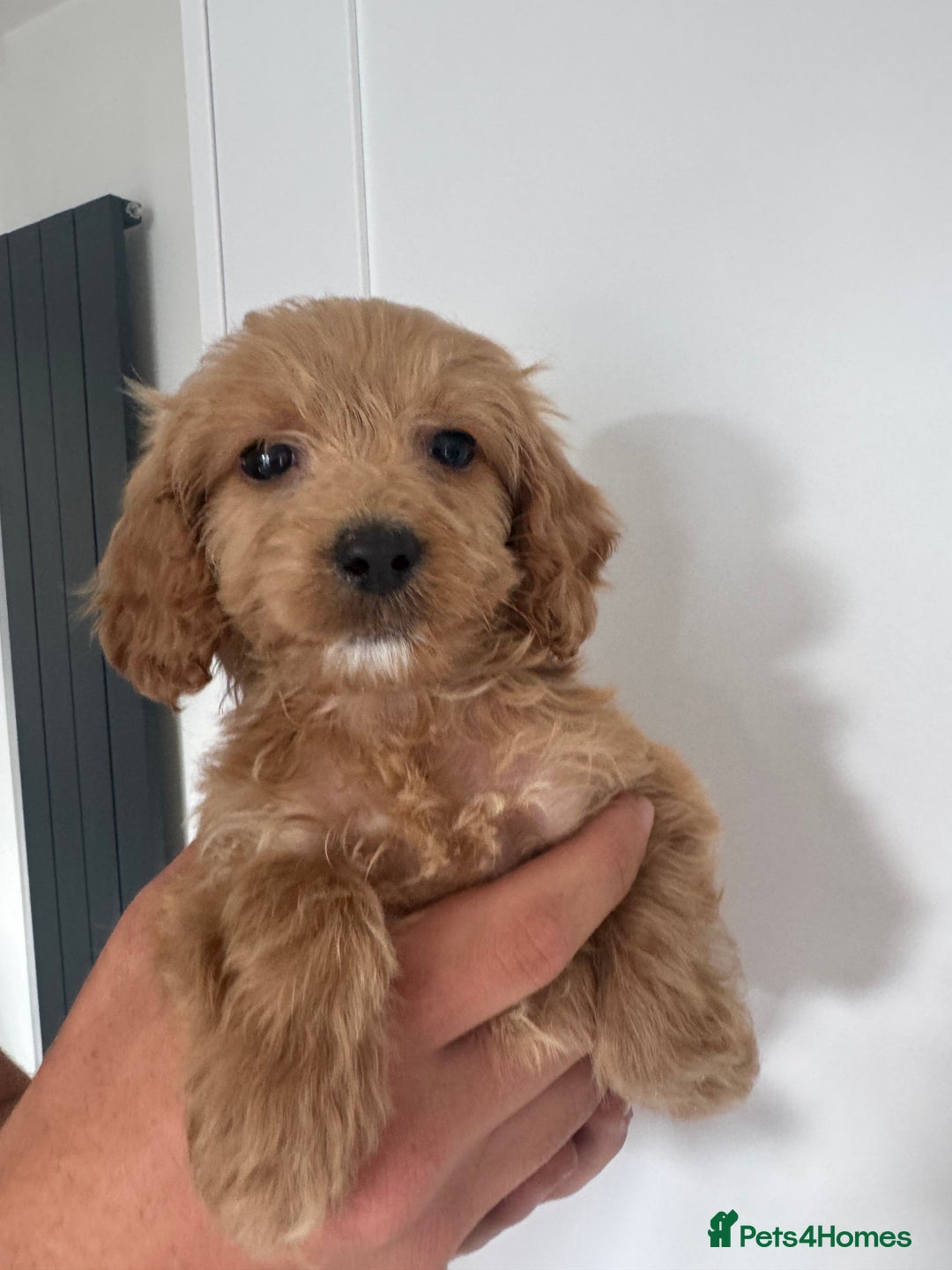 Cockapoo dogs for sale: cockapoo puppies  - Image 25