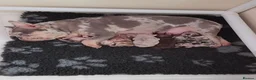 French Bulldog dogs for sale: 💥 Velvet Coats and New Shade french Bulldogs 💥 - Advert 5