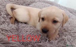 Labrador Retriever dogs for sale: Labrador puppies  - Image 3