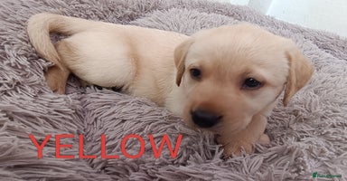 Labrador Retriever dogs - Advert 1